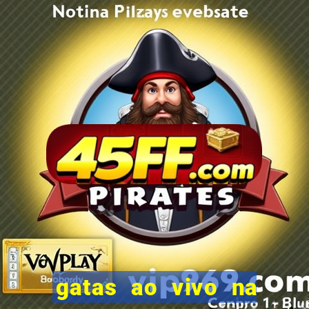 gatas ao vivo na web cam